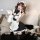 Seductive maid costume for women featuring a black and white uniform with ruffles, perfect for cosplay. includes a removable ...